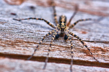 Spider sits on a macro board color