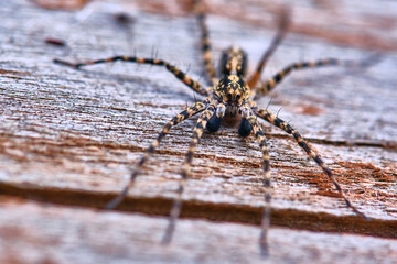 Spider sits on a macro board color