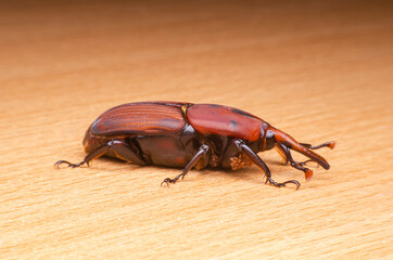 The red palm weevil on wood