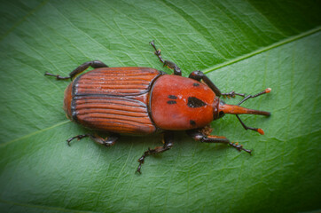 The red palm weevil