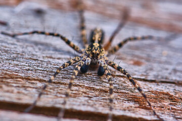 Spider sits on a macro board color