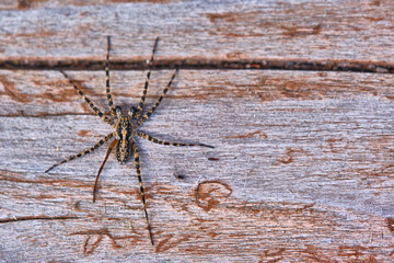Spider sits on a macro board color
