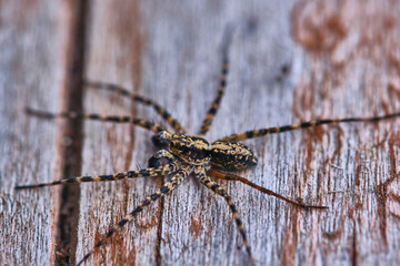 Spider sits on a macro board color