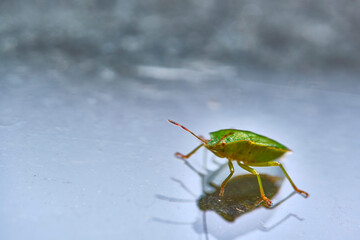 field bedbug sits on the glass color
