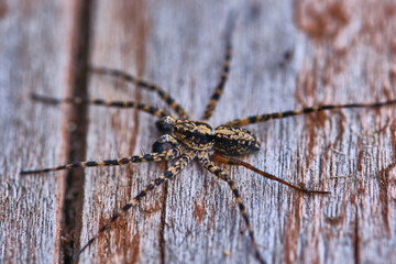 Spider sits on a macro board color