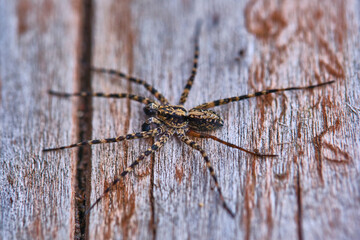 Spider sits on a macro board color