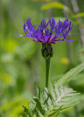 A pink and purple Bachelor's Button flower which is also called Purple Mountain Cornflower or 
( Centaurea montana)