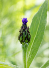 A pink and purple Bachelor's Button flower which is also called Purple Mountain Cornflower or 
( Centaurea montana)