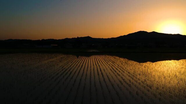 空撮　水田に反射する夕日　6月　秋田県の田園風景
