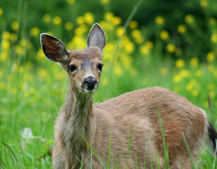 Springtime deer fawn