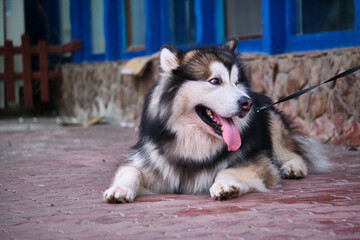 big husky dog on a leash general plan color