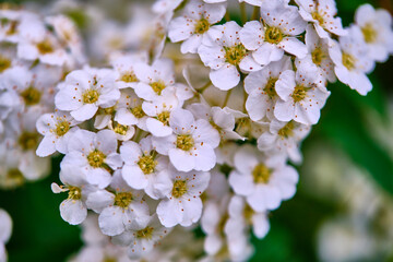 beautiful white tree flowers macro color blur background