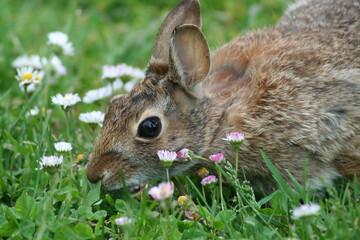 Bunny munching on grass