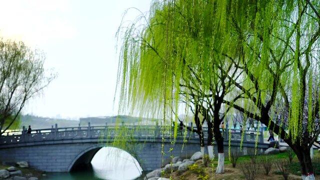 Spring park, willow trees swaying in wind, tourists on stone bridge over lake