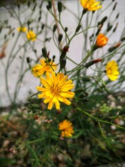 butterfly on a flower