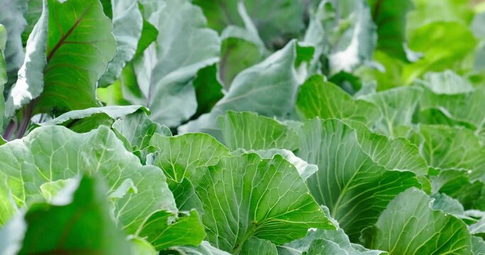 cabbage growing in the garden