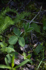 Wild Strawberry Leaves with water drops