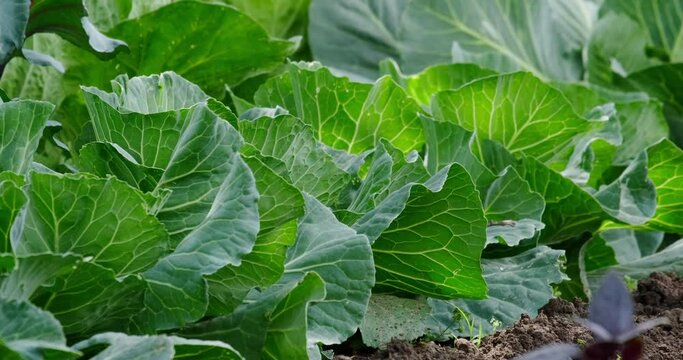 cabbage growing in the garden