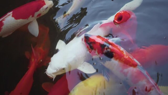 Slow Motion Coy Fish Swim together in groups and come up for air