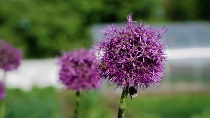 A large beautiful bumblebee collects honey from a flower next to a bee. Beautiful large frames of insects