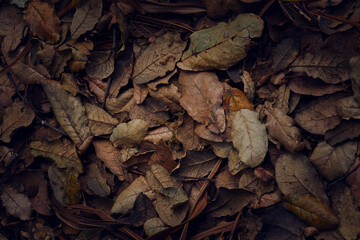 Hojarasca de arbol de aguacate