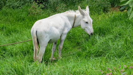 Obraz na płótnie Canvas bello burro de color blanco entre el pasto