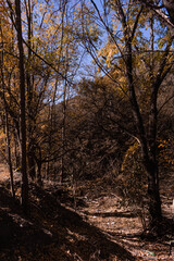 Obraz premium arboles con fondo de montaña en otoño y hojas secas