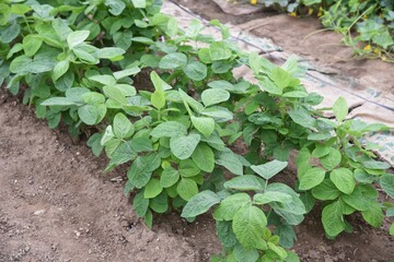 Green soybeans cultivation / Boiled green soybeans are called Edamame in Japan and are a very popular snack with beer.
