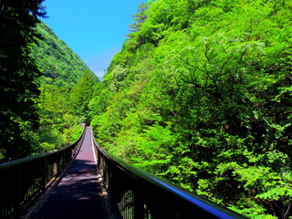橋