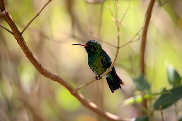 colibri o picaflor