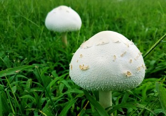 Wild white mushrooms grown around green grass after the rain