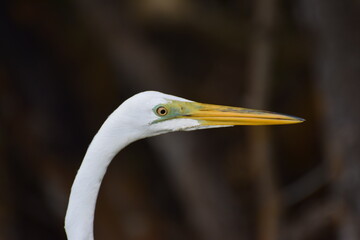 Great Egret