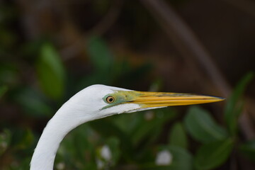 Great Egret