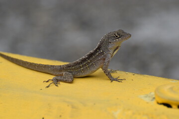 Lizard