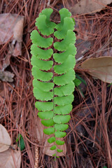 Green fern leaves nature background
