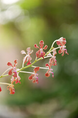 Purple orchid blooming at wild jungle