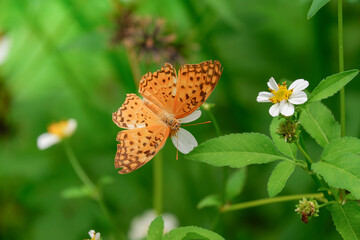 orange wings butterfly background