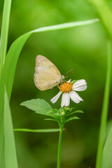 Yellow butterfly on grass flower