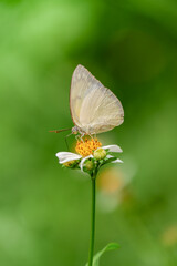 Yellow butterfly on grass flower