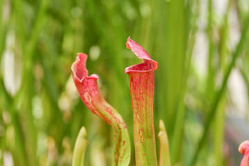 Sarracenia is carnivorous plant	
