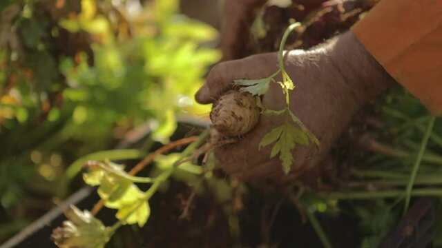 Farmer harvests a yellow potato plant on a vegetable farm. Extreme close up shot, slow motion.