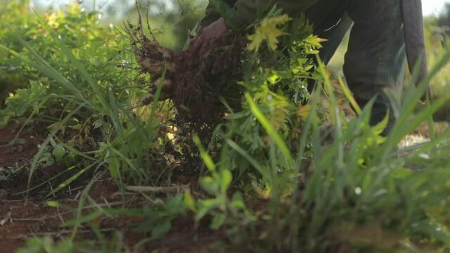 Farmer pulls a yellow potato plant out of the ground in a vegetable garden. Close up shot, slow motion.