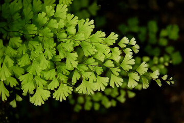 Green fern leaves nature background