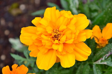 Marigold in the garden, Japan