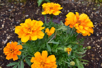 Marigold in the garden, Japan