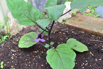 Egg plant in the field, Japan