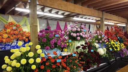 a variety of colorful dahlia flowers on shelves for sale