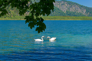 swans on the lake, Almsee Grünau Austria