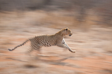 One adult leopard panning shot of it running Kruger Park South Africa