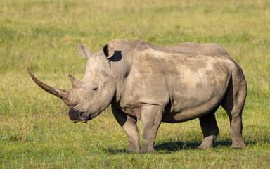 Obraz premium One adult large white rhino with big horn standing on green grass in Lake Nakuru Kenya